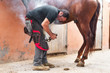farrier placing the hot shoe on the horse's hoof .