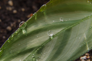 Close-up of water drops on a leaf of a flower.