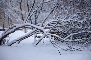 Canvas Print - Trees covered by snow