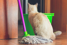 The Cat Is Sitting Near The Mop And Bucket To Clean The Floor. 