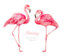 Flamingo. Watercolor Botanical Illustration