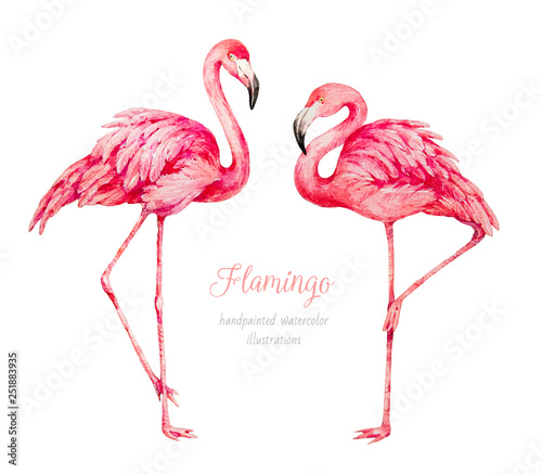 Flamingo. Watercolor botanical illustration Wallpaper Mural
