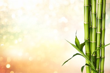 Poster - Many bamboo stalks on white background