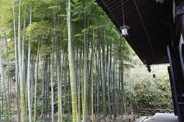 Poster - A scene of Japanese culture / Lanterns and bamboo forest in the Japanese temple.