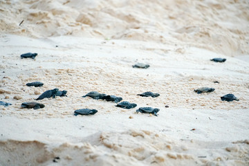 Baby turtles doing their first steps to the ocean. Praia Do Forte, Bahia, Brazil. Little Sea Turtle Cub, Crawls along the Sandy shore in the direction of the ocean to Survive, Hatched, New Life.