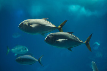 Pompano (Trachinotus ovatus).