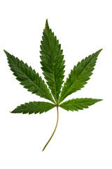 Wall Mural - Cannabis leaf over white