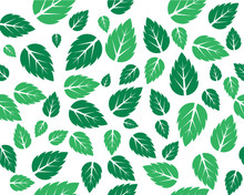 Mint Fresh Leaves Vector Template