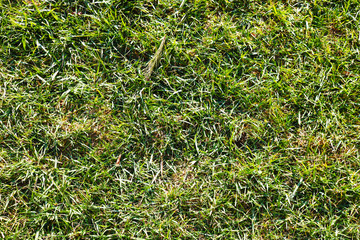 Green grass. Background texture. Closeup.