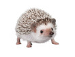 African pygmy hedgehog isolated on white background