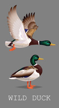 Wild Duck Standing And Flying. Drake. Vector Illustration Of Realistic Bird Mallard Isolated On A Grey Background For Your Design, Print, Banner, Card, Journal Article, Blog. Duck Hunting