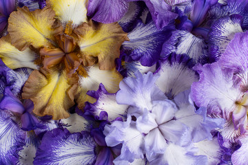  iris flower backgrounds