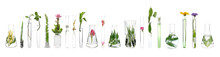 Laboratory Glassware With Plants On White Background