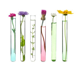 Wall Mural - Laboratory test tubes with plants on white background