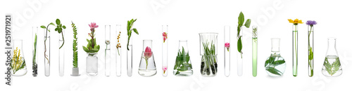 Fotomural Laboratory glassware with plants on white background