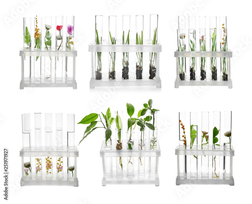 Laboratory test tubes with plants on white background