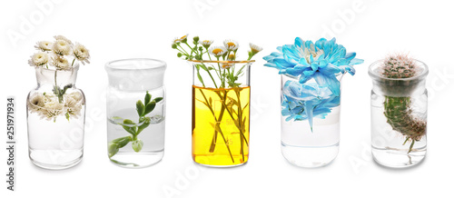 Laboratory flasks with plants on white background