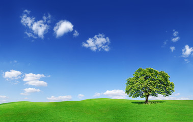 Wall Mural - idyllic landscape, lonely tree among green fields