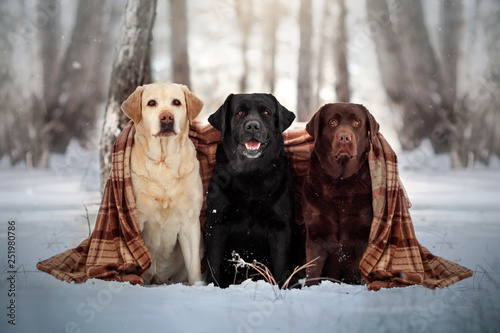 three labrador retriever dogs of different colors walking in a snowy forest bea Tableau sur Toile