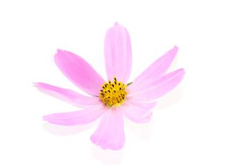 Wall Mural - Mexican Aster Flower Close up