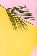 Palm tree leaf on colorful pop art background. Abstract conception.