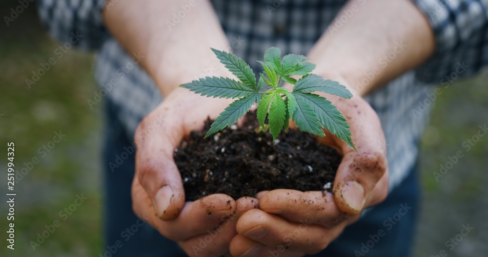 Close up of agronome hands keeping a sprout of biological and ecological hemp plants used for herbal pharmaceutical cbd oil outside the greenhouse. - obrazy, fototapety, plakaty 