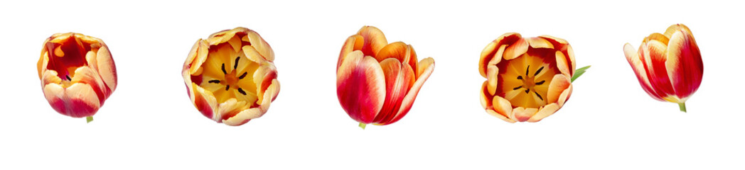 Wall Mural - Set of five beautiful red and yellow tulip flower heads  isolated on white background. Flowers are shot at different angles, includung side and back view