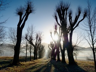 Wall Mural - Lime tree alley. Sun dawn in the morning park