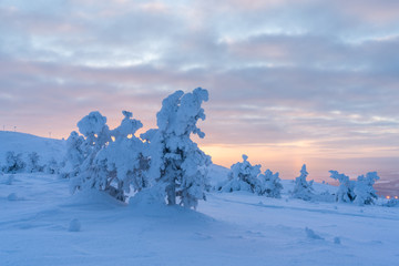 Wall Mural - Snow covered trees on Levi Ski Resort in Kittilä Finland