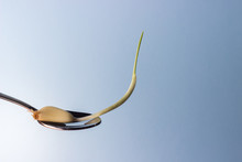 Green Sprout Of The Garlic Lies On A Small Tea Spoon