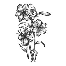Lily Flower Vintage Sketch Engraving Vector Illustration. Scratch Board Style Imitation. Black And White Hand Drawn Image.