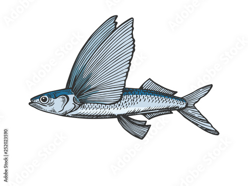 Fotomural Flying fish animal color sketch engraving vector illustration