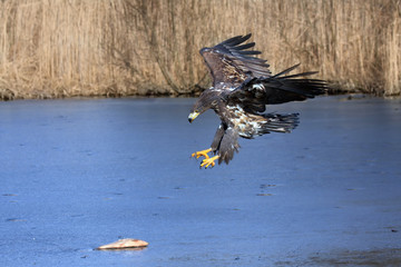 Wall Mural - White-tailed eagle (Haliaeetus albicilla) are also known as sea eagle flying low above ground, falconery.