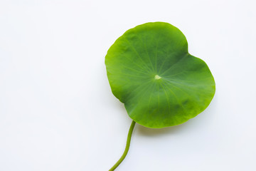 Lotus flower leaves on white.