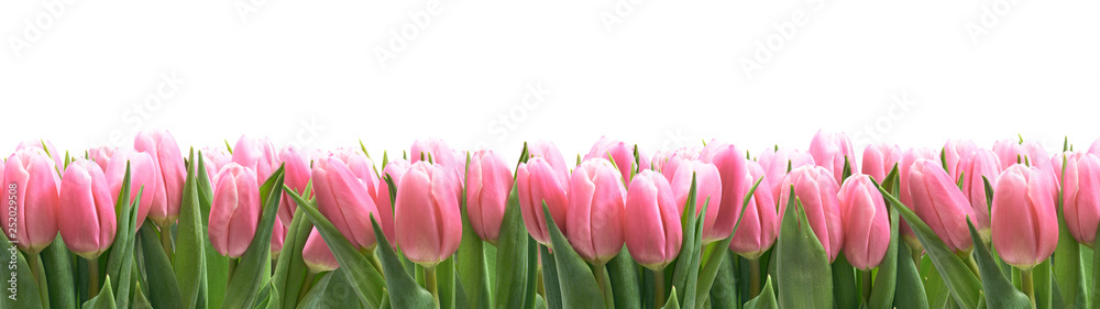 Obraz Tulipany panorama z białym tłem fototapeta, plakat