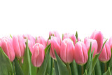 Fototapeta Tulipany - Tulipany panorama z białym tłem