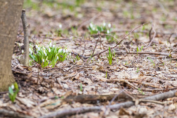 Wall Mural - sunrise sunset light on the white tender snowdrops in the spring forest