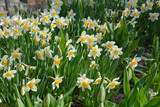 Fototapeta Tulipany - Springtime flower bed with narcissus flowers or  daffodils.