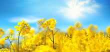 Rape Flowers Close-up Against A Blue Sky With Clouds In Rays Of Sunlight On Nature In Spring, Panoramic View. Growing Blossoming Rape, Soft Focus, Copy Space.