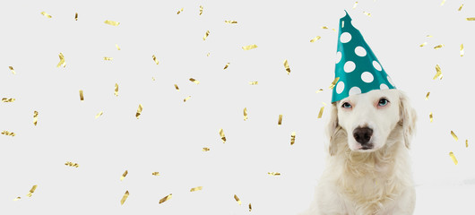 Wall Mural - BANNER BIRTHDAY OR CARNIVAL DOG. PUPPY WEARING A GREEN POLKA DOT HAT. ISOLATED ON WHITE BACKGROUND WITH GOLDEN CONFETTI FALLING.