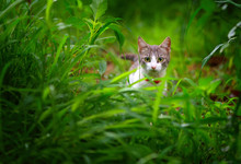 Curious Cat In The Green Grass