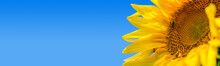 Bright Yellow Sunflower With Bumblebee Is Illuminated By Sunlight. Mock Up Template. Copy Space For Your Text