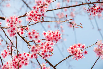 Wall Mural - cherry blossom flowers , sakura flowers on sky background.