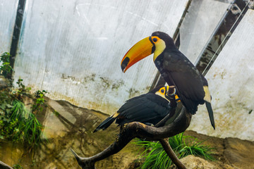 two toco toucans sitting on a tree branch in the aviary, colorful and tropical birds from America