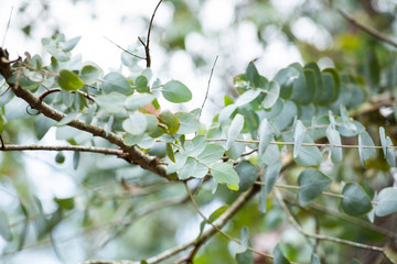 Canvas Print - The round leaves of the Eucalyptus Cinerea in the field