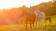 LENS FLARE: Beautiful senior white horse standing in the middle of the pasture.