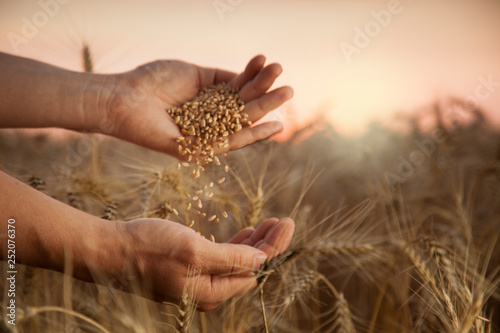 Fotografía man pours wheat from hand to hand on the background of wheat field