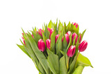 Fototapeta Tulipany - Bunch of pink tied tulips isolated on white background