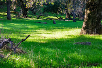 Wall Mural - Green grass growing on the forest floor, California