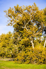 Wall Mural - Western Sycamore tree (Platanus racemosa), Sycamore Grove Park, Livermore, San Francisco bay area, California